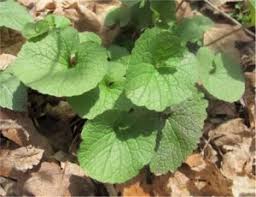 Attēlu rezultāti vaicājumam “Alliaria petiolata”