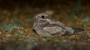 Image result for Caprimulgus europaeus