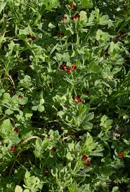 Image result for Lotus tetragonolobus