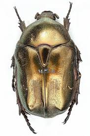 Attēlu rezultāti vaicājumam “Potosia cuprea”