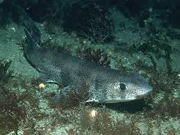Image result for Scyliorhinus canicula