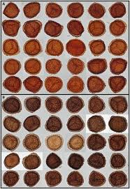 Attēlu rezultāti vaicājumam “Riccia sorocarpa macro”