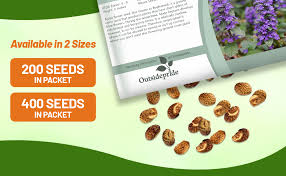 Attēlu rezultāti vaicājumam “Ajuga reptans bud”