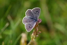 Attēlu rezultāti vaicājumam “Phengaris arion”