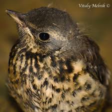 Attēlu rezultāti vaicājumam “Turdus pilaris adult”