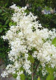 Attēlu rezultāti vaicājumam “Syringa reticulata subsp. amurensis”