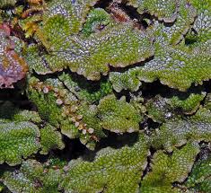 Attēlu rezultāti vaicājumam “Conocephalum”