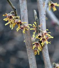 Attēlu rezultāti vaicājumam “Hamamelis vernalis flower”