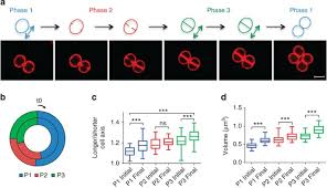 Attēlu rezultāti vaicājumam “Dicranella staphylina cells”