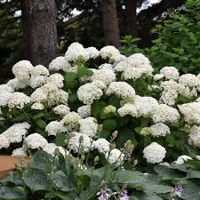 Attēlu rezultāti vaicājumam “Hydrangea arborescens”