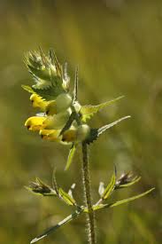 Attēlu rezultāti vaicājumam “Rhinanthus serotinus fruit”