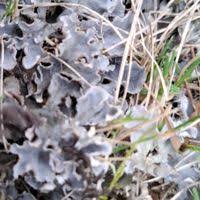 Attēlu rezultāti vaicājumam “Peltigera canina”