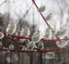 Attēlu rezultāti vaicājumam “Salix daphnoides subsp. acutifolia”