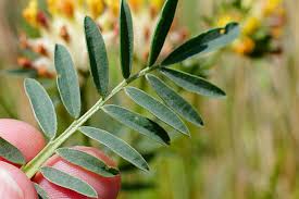 Attēlu rezultāti vaicājumam “Anthyllis vulneraria leaf”