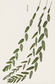 Attēlu rezultāti vaicājumam “Potamogeton perfoliatus leaf”