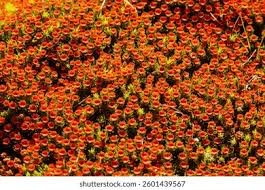 Attēlu rezultāti vaicājumam “Polytrichum piliferum”