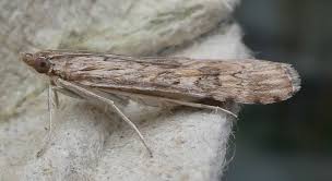 Attēlu rezultāti vaicājumam “Nomophila noctuella”