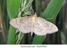 Attēlu rezultāti vaicājumam “Pleuroptya ruralis”