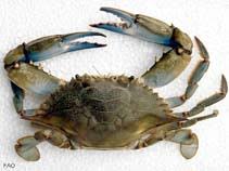 Image result for Callinectes sapidus