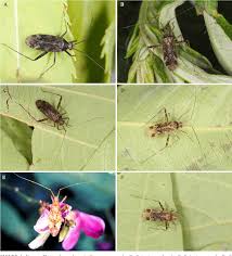 Attēlu rezultāti vaicājumam “Phytocoris sp.”