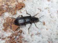 Attēlu rezultāti vaicājumam “Melandrya dubia”