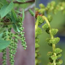 Attēlu rezultāti vaicājumam “Juglans cinerea flower”