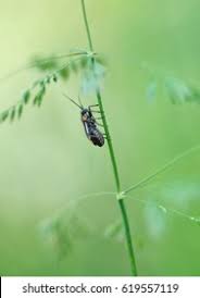 Attēlu rezultāti vaicājumam “Cidnopus aeruginosus”