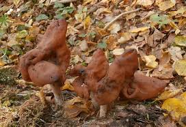 Attēlu rezultāti vaicājumam “Gyromitra infula”