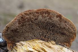 Attēlu rezultāti vaicājumam “Gloeophyllum trabeum”