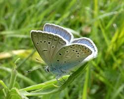 Attēlu rezultāti vaicājumam “Agrodiaetus amandus female”