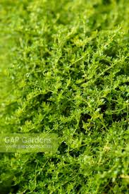 Attēlu rezultāti vaicājumam “Herniaria glabra”