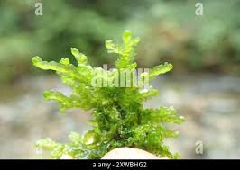 Attēlu rezultāti vaicājumam “Porella cordaeana”