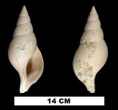 Image result for Cinctura hunteria