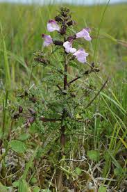 Attēlu rezultāti vaicājumam “Pedicularis palustris flower”