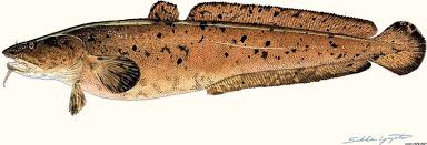 Attēlu rezultāti vaicājumam “Lota lota”