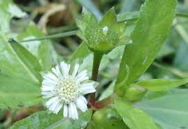 「タカスギ・サブロウタ」の画像検索結果