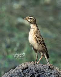 Attēlu rezultāti vaicājumam “Anthus petrosus adult”