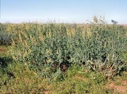 Attēlu rezultāti vaicājumam “Chenopodiaceae”