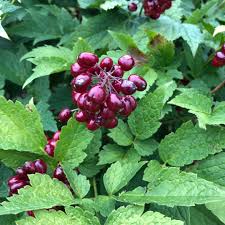 Image result for Christophskraut