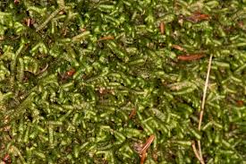 Attēlu rezultāti vaicājumam “Bazzania trilobata”