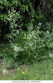 Attēlu rezultāti vaicājumam “Armoracia rusticana flower”