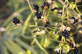 Attēlu rezultāti vaicājumam “Helianthus annuus fruit”