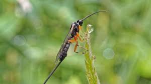 Attēlu rezultāti vaicājumam “Ichneumonidae imago”