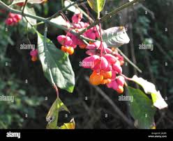 Attēlu rezultāti vaicājumam “Euonymus europaeus leaf”