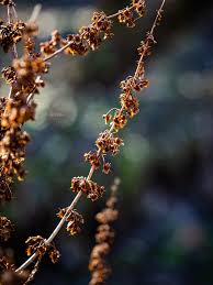 Attēlu rezultāti vaicājumam “Rumex obtusifolius fruit”