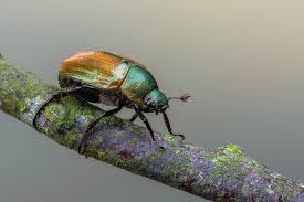 Attēlu rezultāti vaicājumam “Anomala dubia”