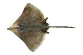 Image result for Dipturus laevis