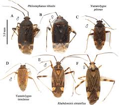 Attēlu rezultāti vaicājumam “Rhabdomiris striatellus”