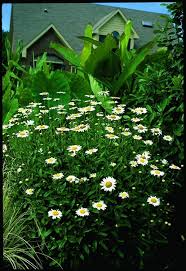 Image result for Chrysanthemum leucanthemum