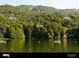 Image result for New Forest/Waterside